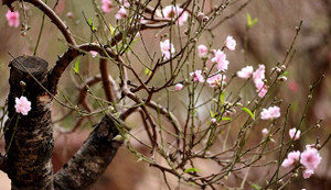 Hoa nở sớm, thủ phủ đào phai xứ Thanh mất Tết