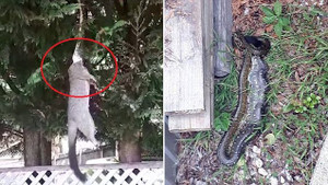 Clip: Trăn ngoạm đầu chồn, lôi lên cây để ăn thịt