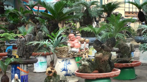 Ngắm vạn tuế mini giá hàng chục triệu đồng hút khách ngày cận Tết