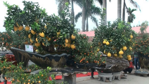 Video: Ngắm bộ cây cảnh tam đa phúc - lộc - thọ giá gần trăm triệu đồng