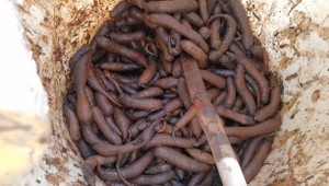 Bắt sâm đất quanh ao nuôi tôm ở Vũng Tàu thu tiền triệu mỗi tháng