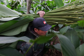 Video: Làng lá dong lớn nhất Hà Nội hối hả ngày cận Tết