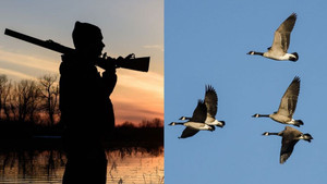 Vịt trời bị bắn rơi trúng làm thợ săn trọng thương, gãy răng