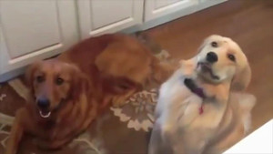 Clip: Những chú chó ngốc nghếch nhất thế giới