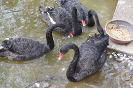 Video: Đàn thiên nga châu Âu bất ngờ xuất hiện trên hồ Hoàn Kiếm