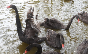 Cận cảnh 12 con thiên nga trị giá hàng trăm triệu đồng ở Hồ Gươm