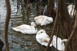 Sở Văn hóa Hà Nội không biết việc thả 12 con thiên nga ở Hồ Gươm