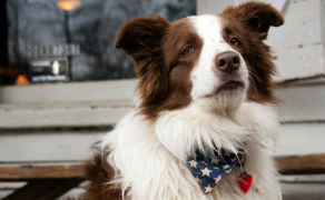 Câu chuyện về chú chó tranh cử Tổng thống Mỹ