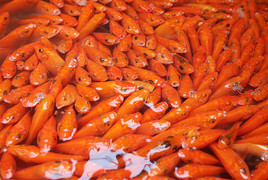 Video: Làng cá chép tất bật phục vụ Tết ông Công ông Táo