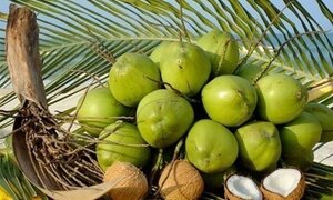 Vinamilk đầu tư vào chế biến dừa