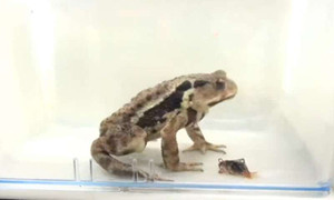 Video: Bọ cánh cứng chui ra khỏi họng cóc sau khi bị nuốt chửng hơn 1 giờ