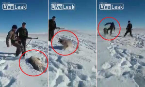 Clip: Bị trúng đạn nằm thoi thóp, sói vẫn vùng dậy tấn công thợ săn