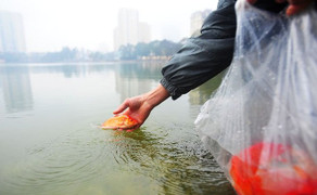 Thả cá chép tiễn ông Táo về trời đúng cách nhất để may mắn cả năm