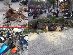 Cây cổ thụ bật gốc đè bẹp 2 xe máy, 4 người bị thương