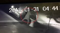 Clip: Phụ nữ đi ô tô trộm hoa của nhà dân lúc rạng sáng