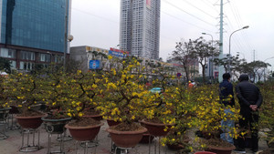 Mai vàng miền Nam giá chục triệu tràn ngập chợ hoa Tết Hà Nội