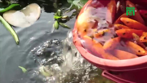 Chưa kịp 'đưa ông Táo về trời', cá chép đã bị tóm gọn