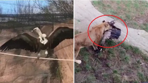 Clip: Sà xuống chuồng sư tử, kền kền bị xé xác chết thảm