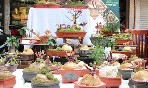 Ảnh: Nấm linh chi bonsai độc lạ hút khách chơi Thủ đô