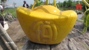 Dưa hấu hình thỏi vàng bán tiền triệu hút khách dịp Tết