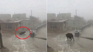 Clip: Bò trượt ngã dúi dụi trên dốc băng ở Trung Quốc