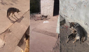 Clip: Hành động bất ngờ của chó mẹ khi được cho đồ ăn khiến dân mạng rơi lệ