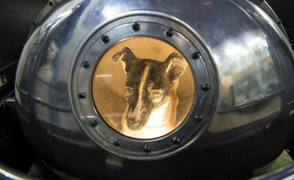 Số phận của Laika, cô chó đầu tiên bay vào vũ trụ