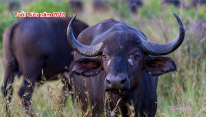 Vận mệnh người tuổi Sửu năm 2018