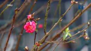 Thời tiết 3 miền trong dịp Tết Mậu Tuất 2018