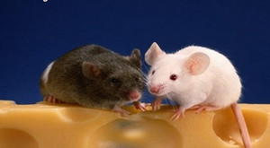 Giờ tốt, hướng xuất hành đầu năm Mậu Tuất 2018 cho tuổi Nhâm Tý