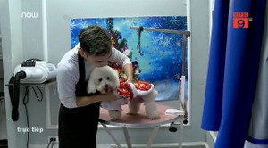 Dịch vụ spa cho thú cưng đắt đỏ vẫn tấp nập ngày Tết