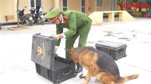 Xem 'chiến binh 4 chân' của công an Thủ đô hít vali tìm thuốc nổ