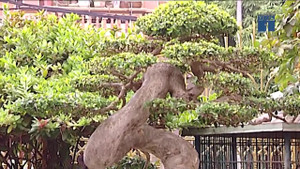 Siêu cây duối 'đẹp hàng đầu thế giới' ở Phú Thọ có gì đặc biệt?