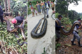 Đôi trăn khổng lồ bị dân làng bắn chết, bắt về xẻ thịt