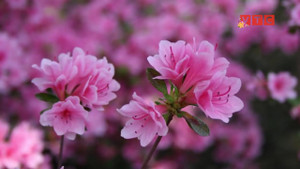 Những loại cây cảnh đẹp nhưng độc, không nên sắm dịp Tết