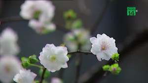 Chiêm ngưỡng vườn nhất chi mai đẹp hiếm có, khó trồng ở Hà Nội