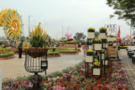 Ngắm mặt trời quay theo gió tại đường hoa 'Xuân sắc màu' bên sông Hàn