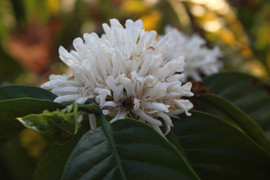 Hoa cà phê nở rộ trắng xóa, tỏa hương cả góc trời ở Gia Lai đúng dịp Tết Mậu Tuất 2018