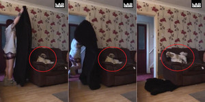 Clip làm ảo thuật trước mặt chó cưng hút triệu lượt xem trên Facebook