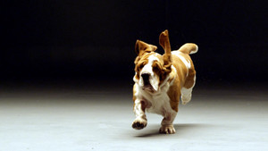 5 sự thật thú vị và kỳ lạ về loài chó khiến ai cũng sửng sốt