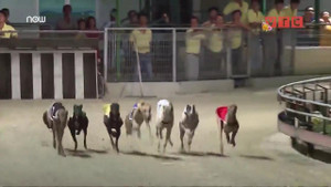 Video: Đột nhập trường đua chó độc nhất vô nhị ở Việt Nam