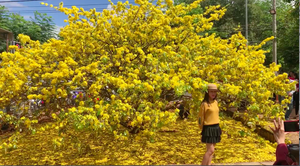 Cây mai được trả 2 tỷ đồng thu hút hàng nghìn khách tham quan