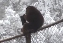 Video: Đi du xuân bị khỉ giật ví, tung cả xấp tiền lên trời