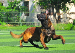 Sự khôn ngoan của chú chó nghiệp vụ khi đã qua huấn luyện