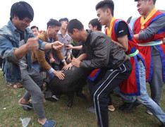 Video: Trai làng hò hét chen nhau bắt lợn cầu may ở Phú Thọ