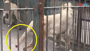 Sư tử tự cắn đứt đuôi mình để thoát khỏi hố băng trong sở thú Trung Quốc