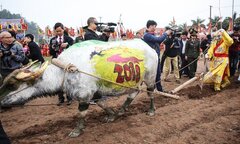 Ảnh: 'Vua 90 tuổi' dắt trâu đi cày ngày đầu năm mới