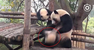 Phì cười clip gấu trúc mẹ đối xử với con cực 'phũ phàng'