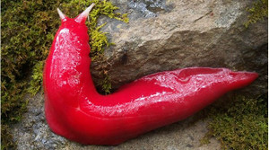 Lai lịch loài thân mềm hồng rực bí ẩn ở Australia