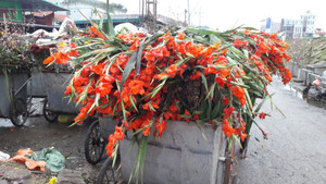 Hoa tươi rớt giá thảm hại, người bán vứt đống trong thùng rác